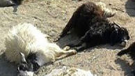 مرگ 2 گوسفند در تصادف مینی بوس / در ایلام رخ داد