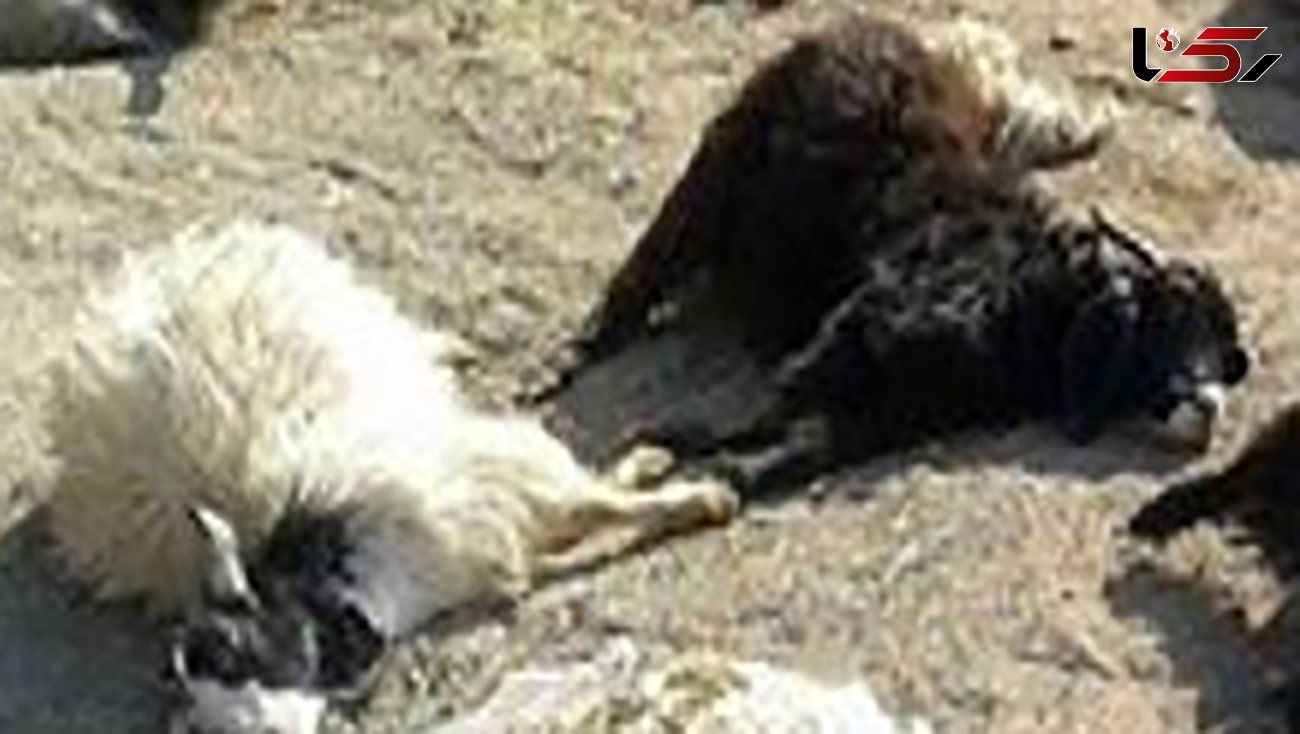 مرگ 2 گوسفند در تصادف مینی بوس / در ایلام رخ داد