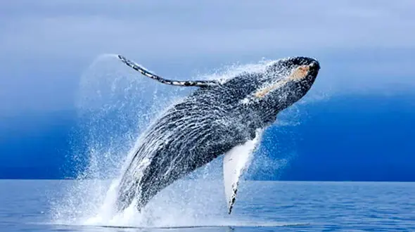 از پرش بی نظیر نهنگ چند تنی تا پیچیده شدن مار به دور تمساح