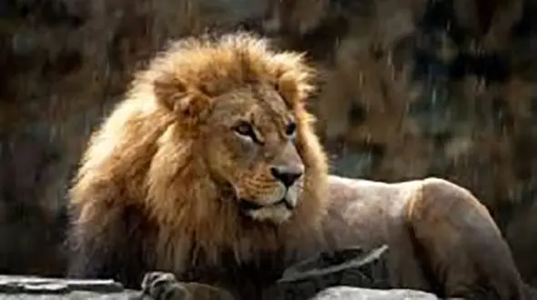 شیر پیشگو چه تیمی را در بازی حساس جام جهانی پیروز اعلام کرد؟