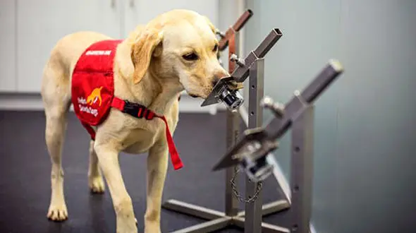 نقش سگ ها در ردیابی کرونا!