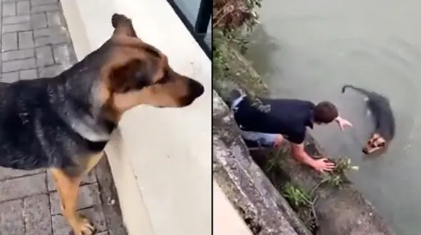 ببینید / مهربانی سگ بعد از نجات + فیلم 