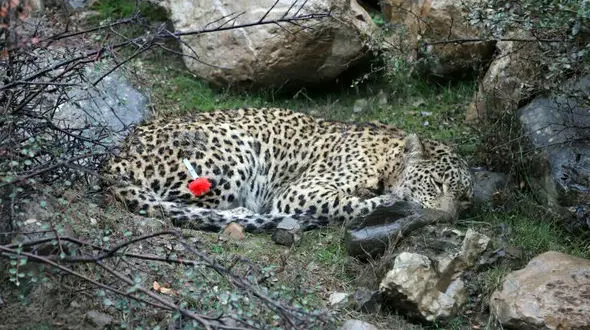 انتقاد ایمان معماریان از سیاست‌های مخفی‌کارانه سازمان حفاظت محیط زیست ایران