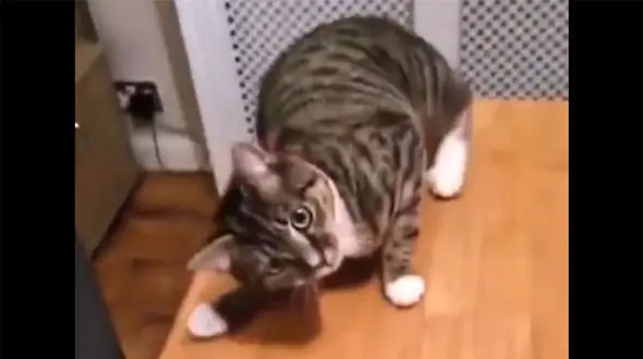 ببینید / گربه‌ای با مهارت‌ های آکروباتیک برجسته + فیلم