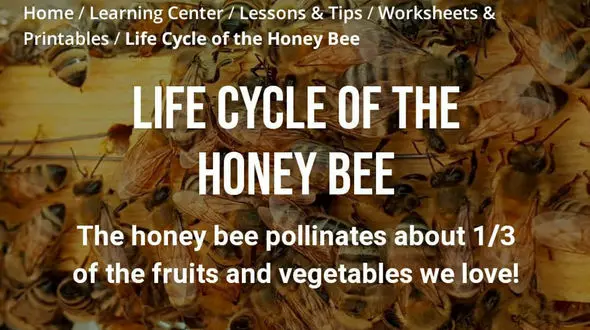 چرا زنبورهای عسل مهم هستند؟