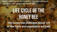 چرا زنبورهای عسل مهم هستند؟