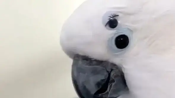 پرنده چهار چشمی را ببینید + فیلم