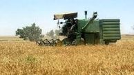 خرید تضمینی ۷۱ هزار تن گندم از کشاورزان لرستانی