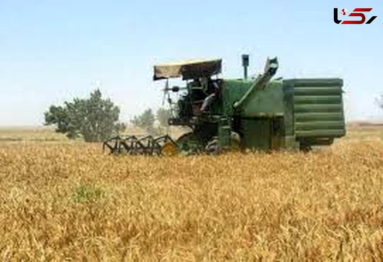 خرید تضمینی ۷۱ هزار تن گندم از کشاورزان لرستانی
