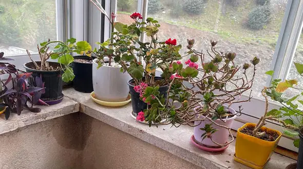 فال و طالع امروز 17 اردیبهشت ماه + فیلم