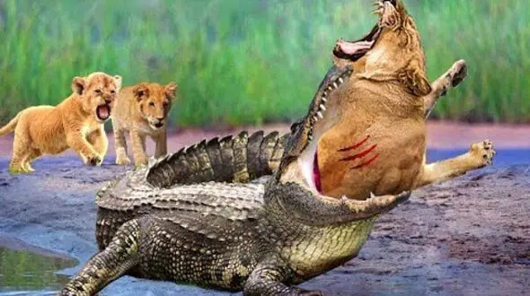 فیلم لحظه جدال شیر مادر با تمساح بزرگ برای نجات توله شیر