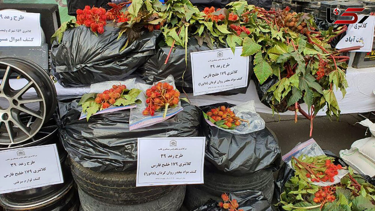 کشف ماده مخدر «داتورا» در طرح پلیس تهران + تصاویر