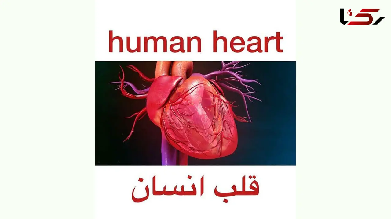 در قلب ما چه می گذرد؟ + فیلم 