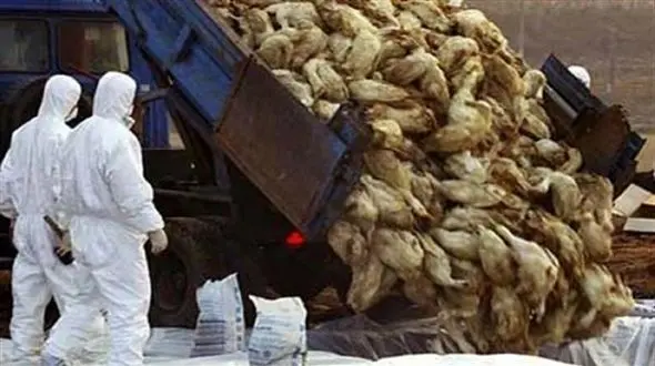 آماده باش نیروهای واکنش سریع دامپزشکی آذربایجان شرقی برای مقابله با آنفلوانزای فوق حاد پرندگان 