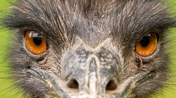 از همبازی عجیب میمون تا شترمرغ غول پیکر