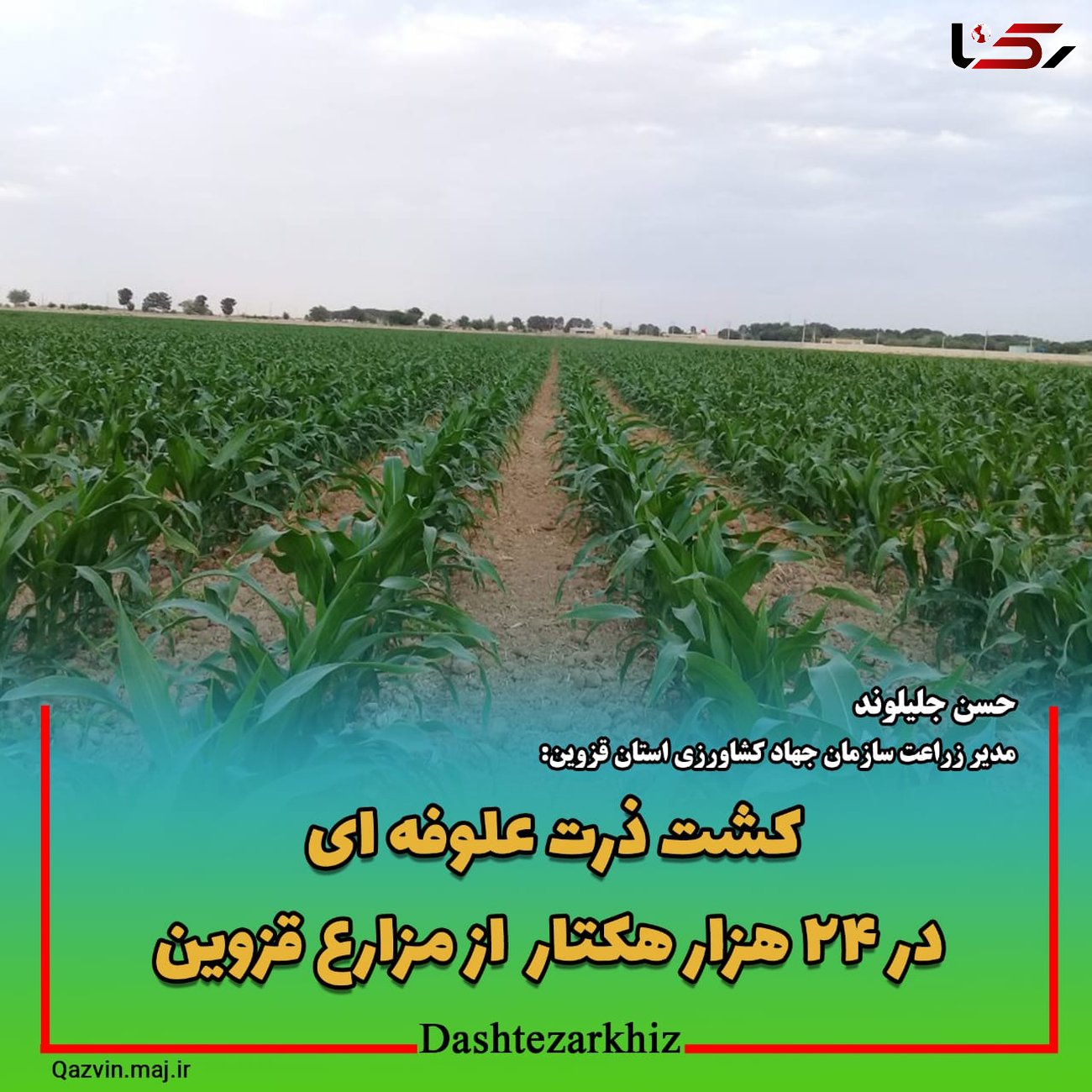 کشت ذرت علوفه ای در ۲۴ هزار هکتار  از مزارع کشاورزی استان قزوین