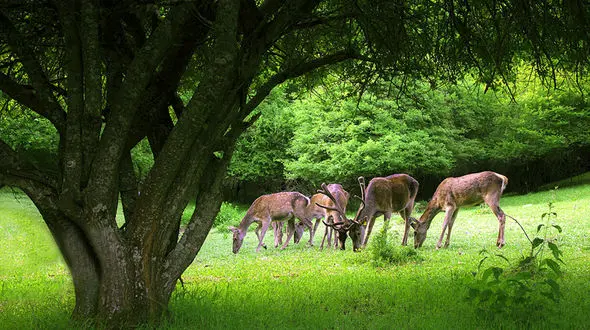 جنگل های ارسباران؛ فسیل زنده ایران / جنگل هایی با تنوع ژنی گیاهی و جانوری بی نظیر در دنیا + فیلم