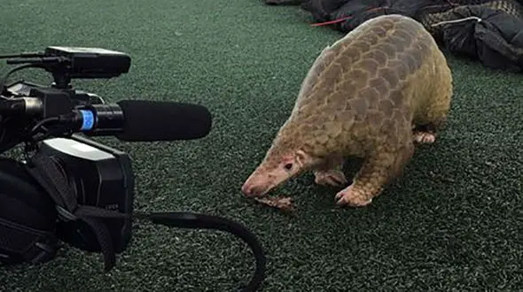 کشف 136 «پولک پوست» از قاچاقچیان تایلندی