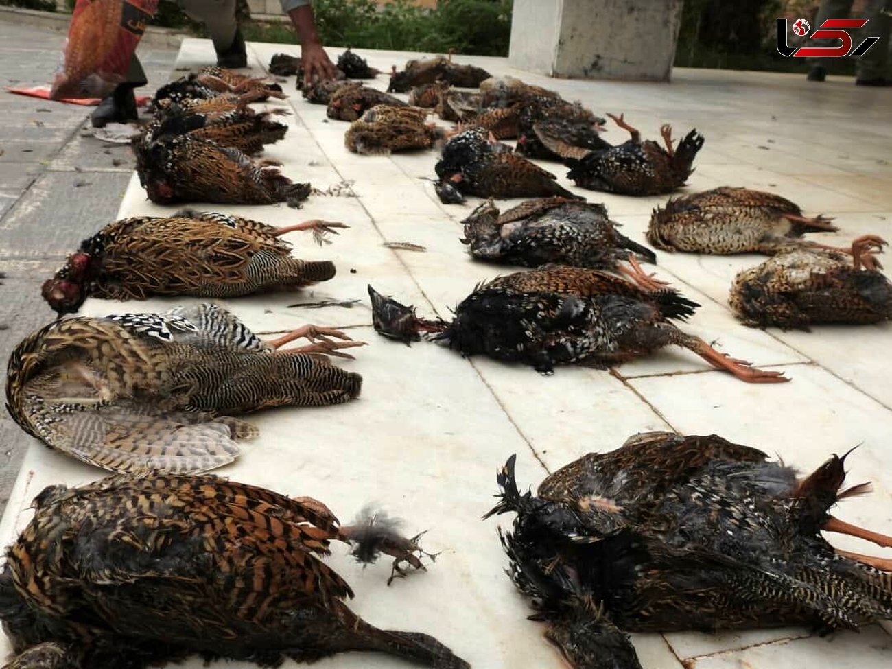 شکارچیان ۴۲ قطعه دراج در خوزستان به دام افتادند