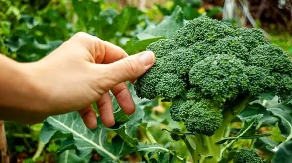 بهترین سبزیجات برای افزایش چربی سوزی بدن