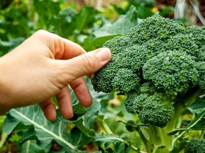 بهترین سبزیجات برای افزایش چربی سوزی بدن
