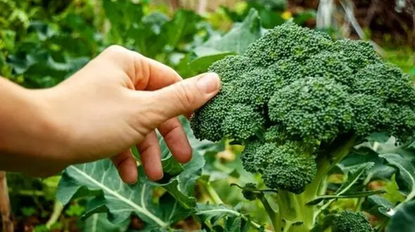 پیشگیری از آلزایمر با سبزیجات چلیپایی