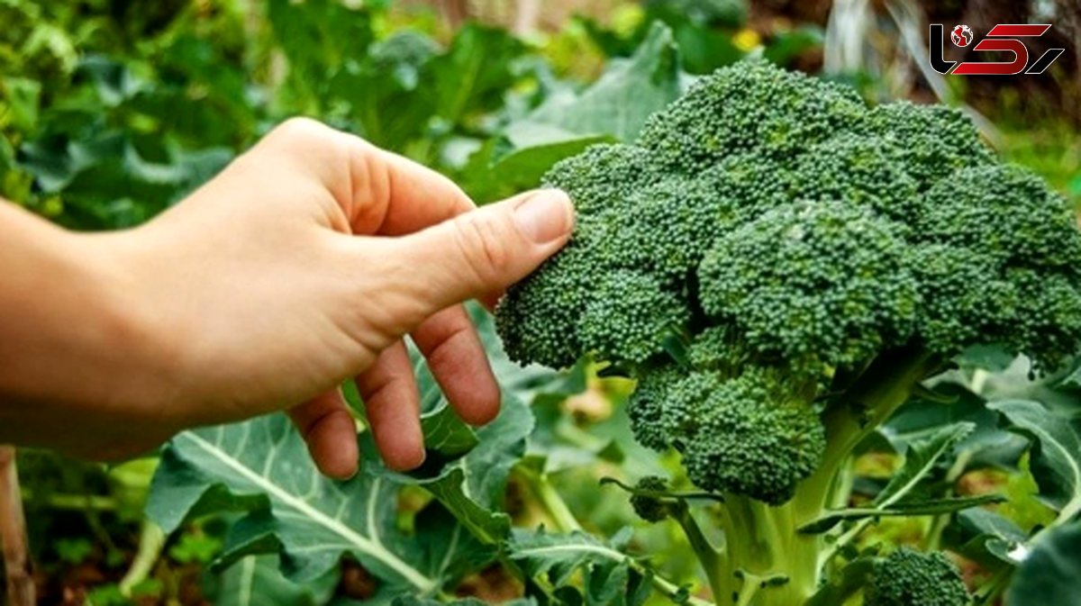 بهترین سبزیجات برای افزایش چربی سوزی بدن 