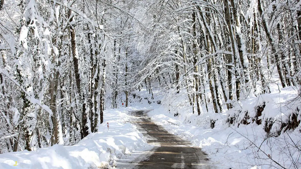 سفیدپوشان شمال؛ افسانه جنگل‌های برفی ایران