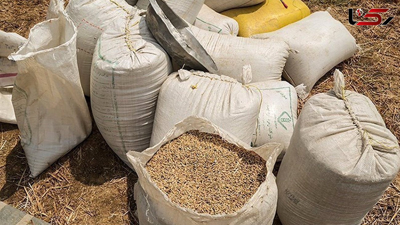  ۱۵ تن گندم قاچاق در شهرستان قروه کردستان کشف شد