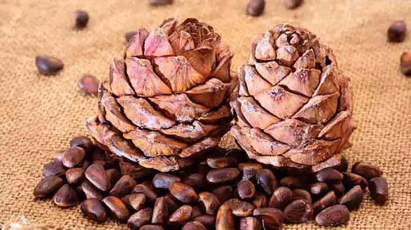 چلغوز چیست؟ / خواص چلغوز و مضرات چلغوز 