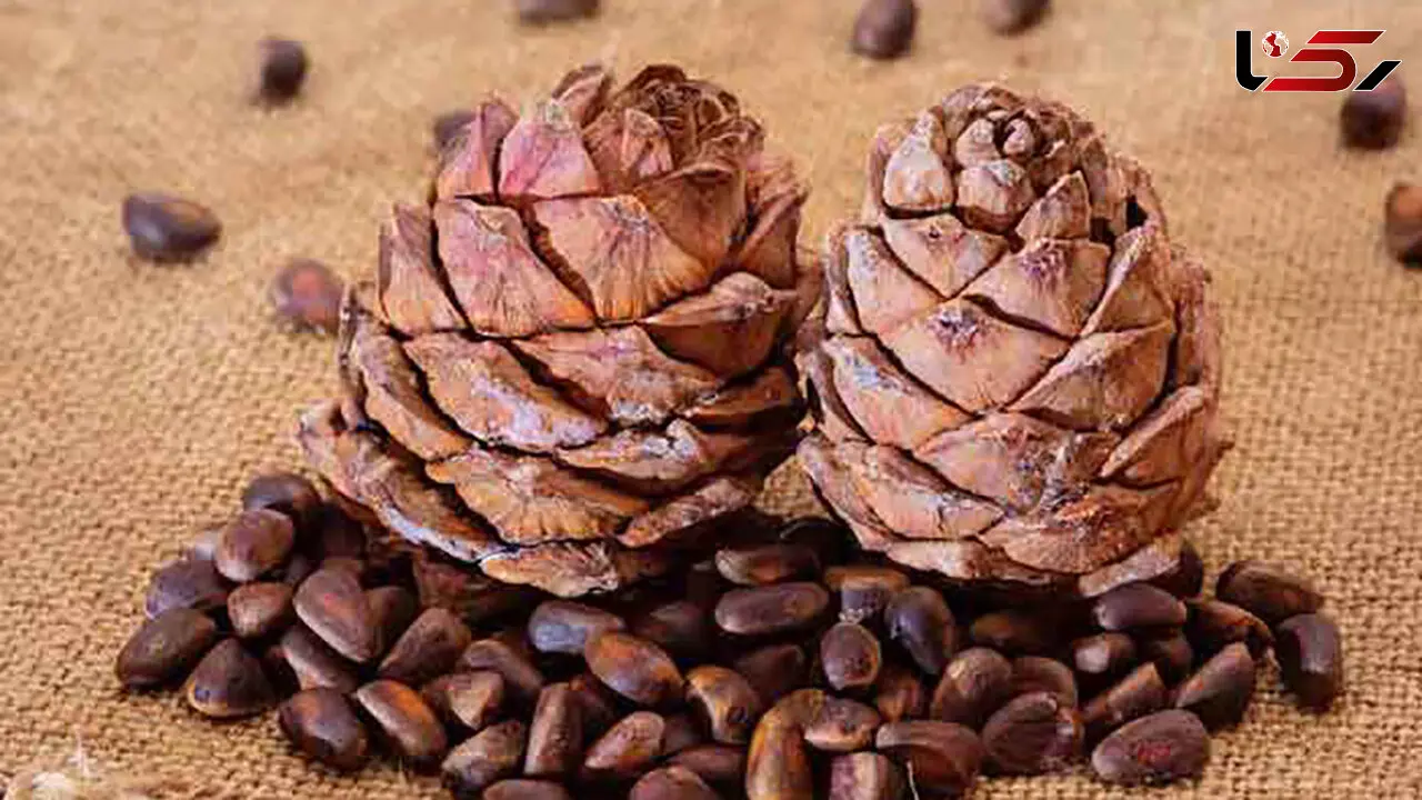 چلغوز چیست؟ / خواص چلغوز و مضرات چلغوز 