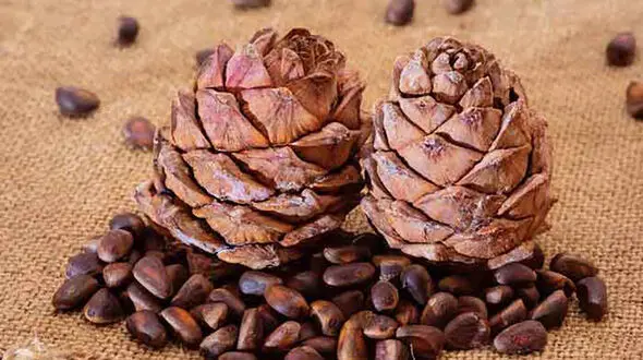 چلغوز چیست؟ / خواص چلغوز و مضرات چلغوز 