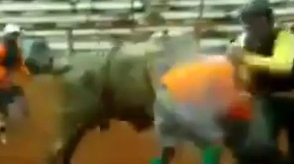 لحظه اقدام کثیف یک مرد در میدان گاو بازی !+فیلم