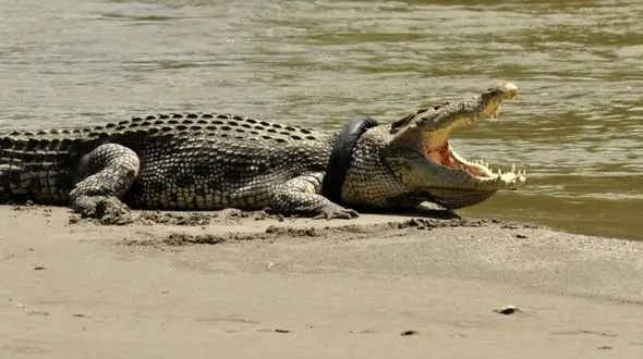 سرنوشت عجیب یک تمساح بزرگ وتایر موتورسیکلت + عکس های تکاندهنده