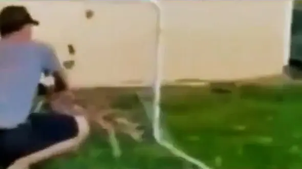 فیلم رفتار خیره کننده آهوی مادر برای نجات بچه اش! / دلتان می رود 