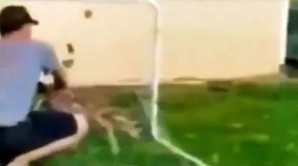 فیلم رفتار خیره کننده آهوی مادر برای نجات بچه اش! / دلتان می رود 