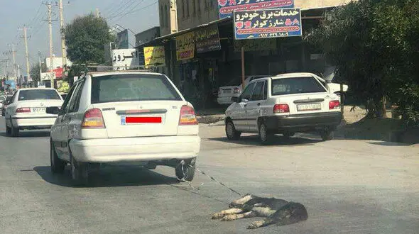 آزار سگ این بار در استان بوشهر! / سناریویی که تکرار می شود + دردناکترین عکس