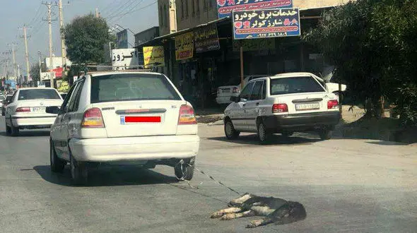 آزار سگ این بار در استان بوشهر! / سناریویی که تکرار می شود + دردناکترین عکس
