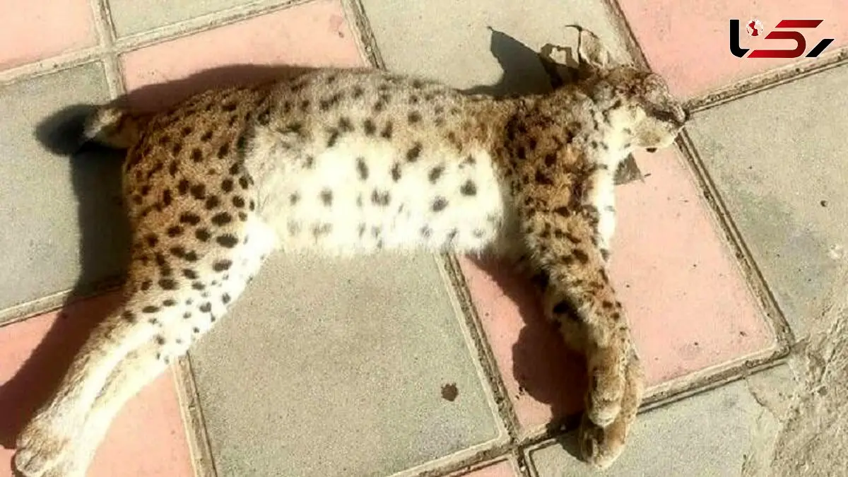 سیاه گوش گونه در خطر انقراض، قربانی تصادف جاده‌ای در کردستان شد