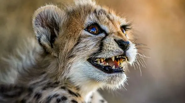 "پیروز" وحشی نمی شود ولی حافظ ژن می تواند باشد/ سازمان محیط‌زیست درهای خود را به روی کارشناسان بسته است