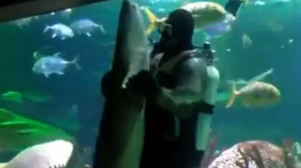 نمایش دیدنی غواص و کوسه ماهی + فیلم