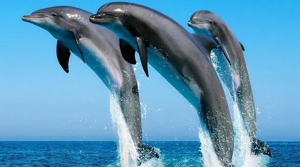 باهوش ترین و بامزه ترین حیوانات حیات وحش