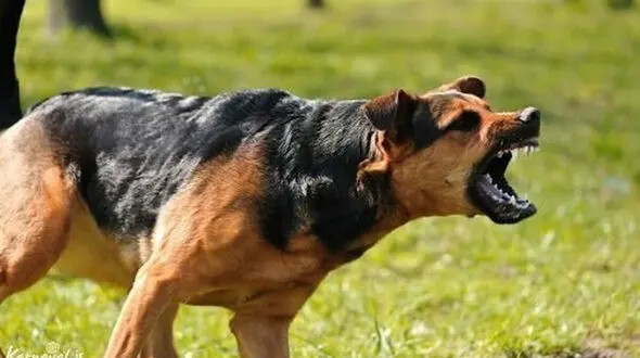 ثبت بیش از ۹۰هزار حیوان‌گزیدگی/ ۷ فوتی به دلیل هاری

