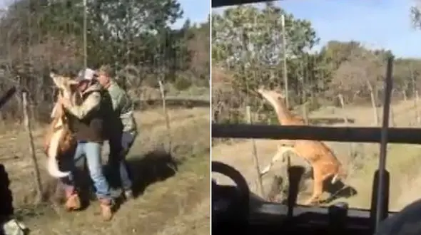 نجات پر دردسر یک آهوی گیرافتاده در حصار + فیلم 