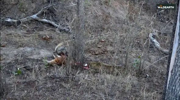 شگفتی‌ های حیات‌ وحش آفریقا: مبارزه‌ دیدنی با پایان غیرمنتظره / فیلم