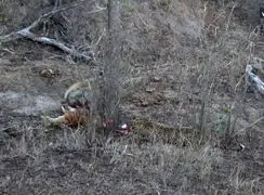 شگفتی‌ های حیات‌ وحش آفریقا: مبارزه‌ دیدنی با پایان غیرمنتظره / فیلم