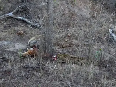 شگفتی‌ های حیات‌ وحش آفریقا: مبارزه‌ دیدنی با پایان غیرمنتظره / فیلم