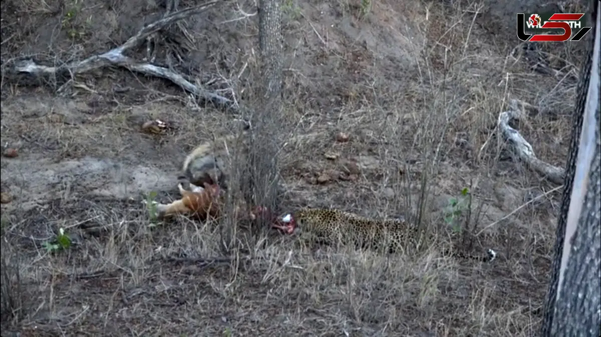 شگفتی‌ های حیات‌ وحش آفریقا: مبارزه‌ دیدنی با پایان غیرمنتظره / فیلم