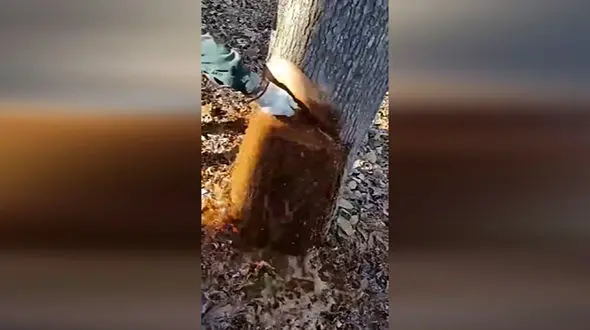 عفونت این درخت را فرا گرفت + فیلم