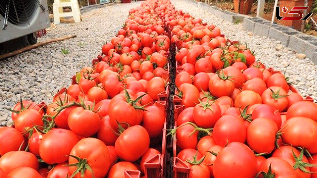 قیمت "گوجه" از 7000 تومان هم رد شد/ وعده ارزانی در روزهای آینده